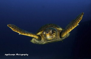 Loggerhead Turtle swimming at 90 feet along the wreck of ... by Richard Apple 